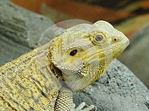 Alert Lizard At The Edmonton Valley Zoo