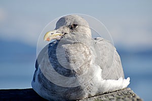 Alert looking nonbreeding adult glaucous-winged gull lying on railing in sun on November day