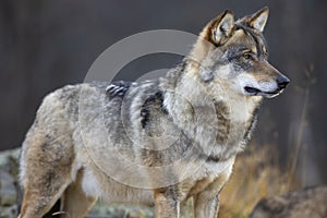 Alert male grey wolf standing on a rock in the forest