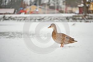 Alert mallard duck in the snow