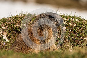 Alert marmot