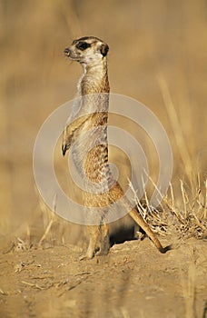 Alert Mearcat in desert