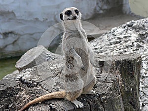 Alert Meerkat