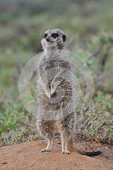 Alert Meerkat