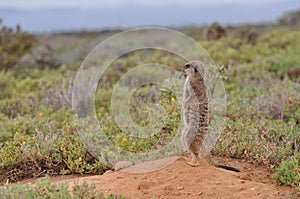 Alert Meerkat