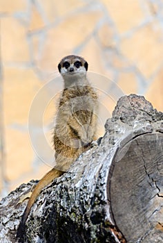 Alert meerkat