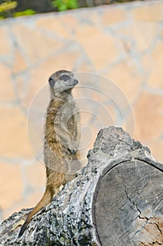 Alert meerkat