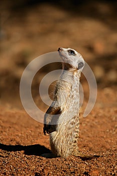 Alert meerkat