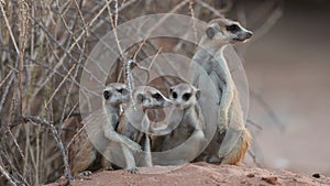 Alert meerkat family in natural habitat, Kalahari desert, South Africa