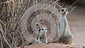 Alert meerkat family in natural habitat, Kalahari desert, South Africa