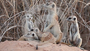 Alert meerkat family in natural habitat, Kalahari desert, South Africa