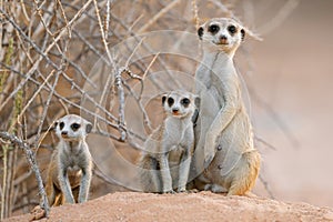 Alert meerkat family in natural habitat, Kalahari desert, South Africa