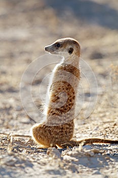 Alert meerkat on guard