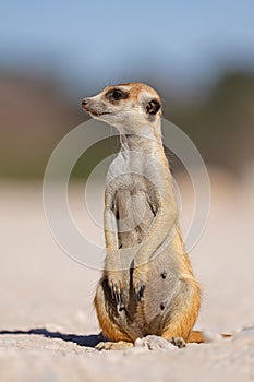 An alert meerkat sitting upright, Kalahari desert, South Africa