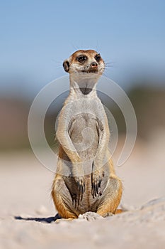 An alert meerkat sitting upright, Kalahari desert, South Africa
