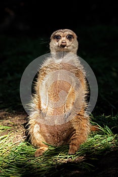 Alert meerkat sitting upright - South Africa
