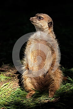 Alert meerkat sitting upright - South Africa