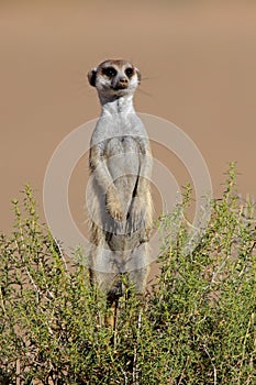 Alert meerkat, South Africa