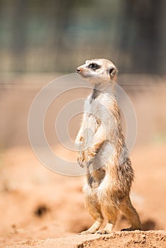 Alert meerkat standing on guard