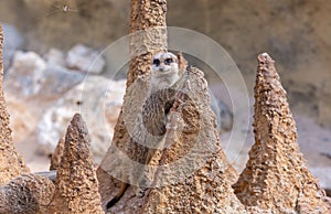 Alert meerkat (Suricata suricatta) standing