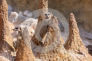 Alert meerkat (Suricata suricatta) standing