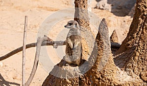 Alert meerkat (Suricata suricatta) standing