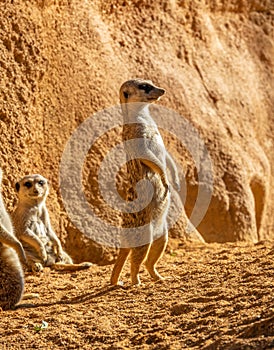 Alert meerkat Suricata suricatta standing Africa curious gesture