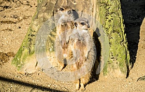 Alert meerkat ,Suricata suricatta, standing on guard