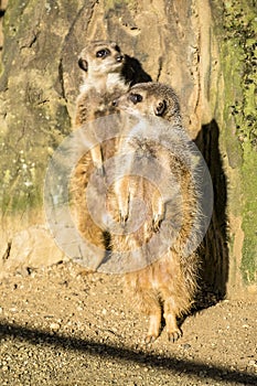 Alert meerkat ,Suricata suricatta, standing on guard