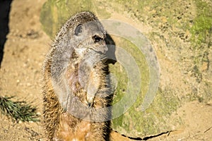 Alert meerkat ,Suricata suricatta, standing on guard