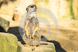 Alert meerkat , Suricata suricatta, standing on guard