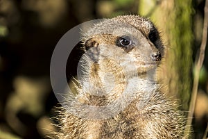 Alert meerkat ,Suricata suricatta, standing on guard