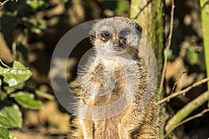 Alert meerkat ,Suricata suricatta, standing on guard