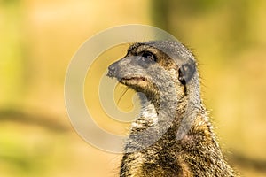 Alert meerkat ,Suricata suricatta, standing on guard