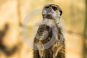 Alert meerkat ,Suricata suricatta, standing on guard