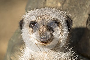 Alert meerkat ,Suricata suricatta, standing on guard