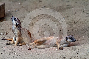 Alert meerkat Suricata suricatta standing on guard