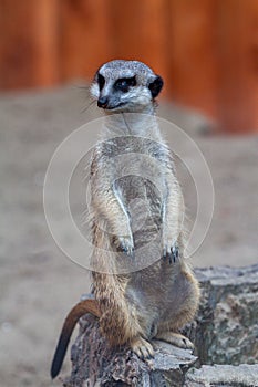 Alert meerkat Suricata suricatta standing on guard