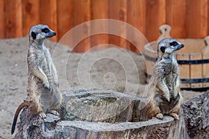 Alert meerkat Suricata suricatta standing on guard