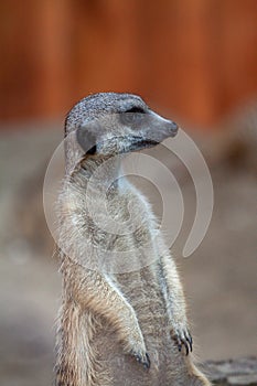 Alert meerkat Suricata suricatta standing on guard