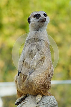 Alert meerkat (Suricata suricatta) standing on guard