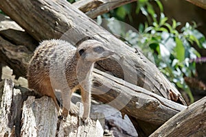 Alert Meerkat or Suricate on a dead tree