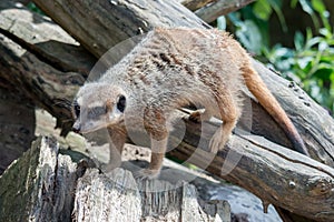 Alert Meerkat or Suricate on a dead tree