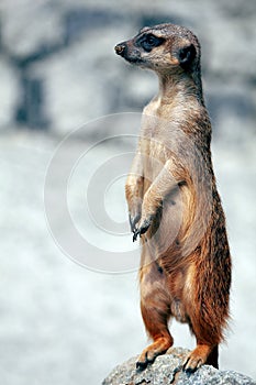 Alert meerkat surricate on grey background
