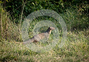 Alert Mongoose in the Grass