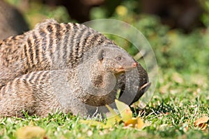 Alert mongoose hunting photo