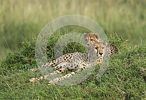 Alert Mother and cub cheetah at Masai Mara, Kenya