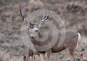 Alert mule deer buck photo