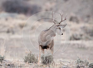 Alert mule deer buck looks behind him