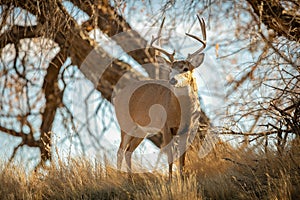 Alert Mule Deer Buck pauses while ambling through woodlot